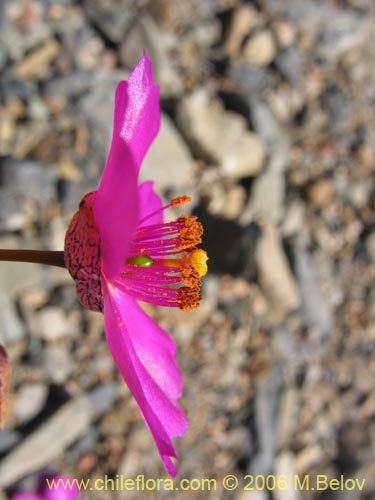 Bild von Calandrinia sp. #1613 (). Klicken Sie, um den Ausschnitt zu vergrössern.