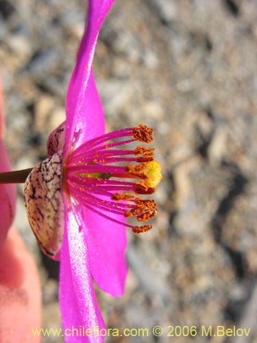 Bild von Calandrinia sp. #1613 (). Klicken Sie, um den Ausschnitt zu vergrössern.