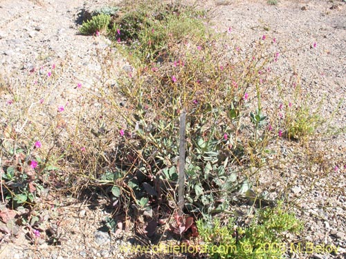 Bild von Calandrinia sp. #1613 (). Klicken Sie, um den Ausschnitt zu vergrössern.