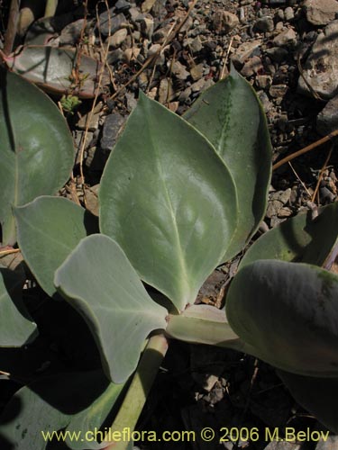 Image of Calandrinia sp. #1613 (). Click to enlarge parts of image.