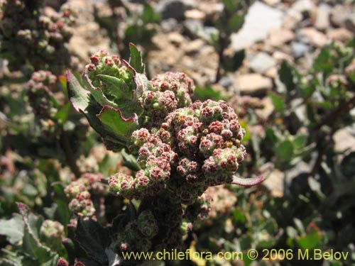 Chenopodium sp. #1506の写真