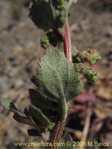 Imágen de Chenopodium sp. #1506 (). Haga un clic para aumentar parte de imágen.