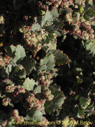 Imágen de Chenopodium sp. #1506 (). Haga un clic para aumentar parte de imágen.