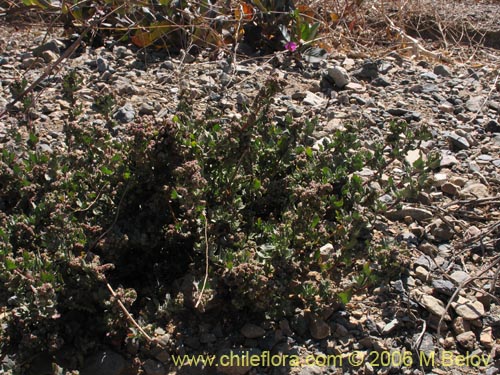 Chenopodium sp.   #1506の写真