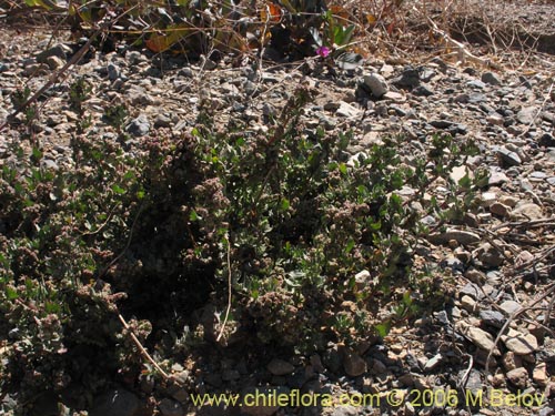 Imágen de Chenopodium sp. #1506 (). Haga un clic para aumentar parte de imágen.