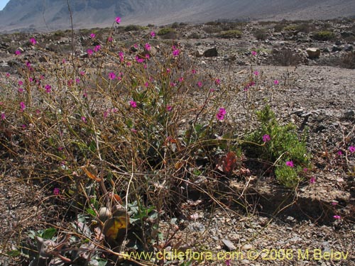 Bild von Calandrinia sp. #1613 (). Klicken Sie, um den Ausschnitt zu vergrössern.