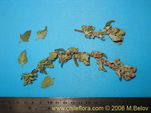 Image of Chenopodium sp. #1506 (). Click to enlarge parts of image.