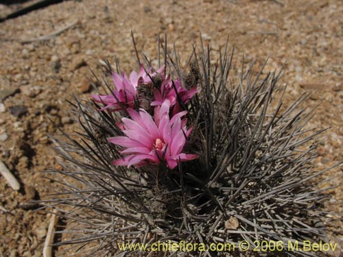 Bild von Eriosyce taltalensis (Quisquito de Taltal). Klicken Sie, um den Ausschnitt zu vergrössern.