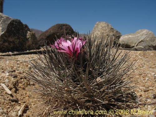 Image of Eriosyce taltalensis (Quisquito de Taltal). Click to enlarge parts of image.