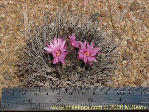 Bild von Eriosyce taltalensis (Quisquito de Taltal). Klicken Sie, um den Ausschnitt zu vergrössern.