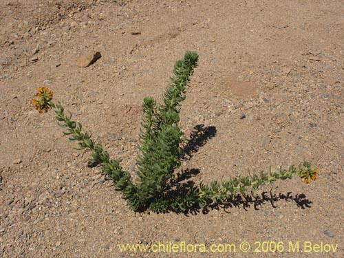 Image of Heliotropium lineariifolium (Palito negro / Monte negro). Click to enlarge parts of image.