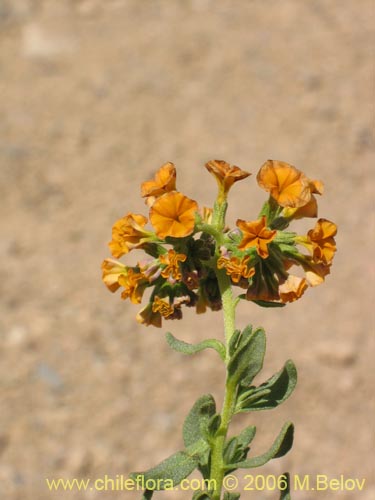 Imágen de Heliotropium lineariifolium (Palito negro / Monte negro). Haga un clic para aumentar parte de imágen.