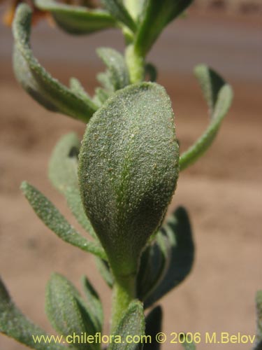 Imágen de Heliotropium lineariifolium (Palito negro / Monte negro). Haga un clic para aumentar parte de imágen.