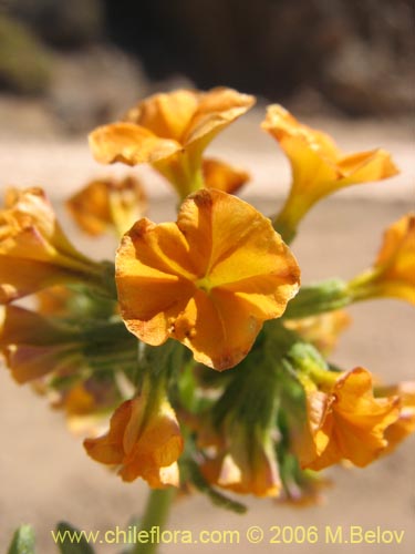 Heliotropium lineariifolium的照片