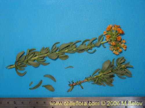 Image of Heliotropium lineariifolium (Palito negro / Monte negro). Click to enlarge parts of image.