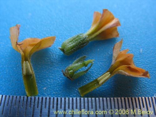 Image of Heliotropium lineariifolium (Palito negro / Monte negro). Click to enlarge parts of image.