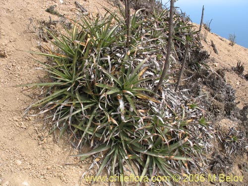 Фотография Puya boliviensis (). Щелкните, чтобы увеличить вырез.