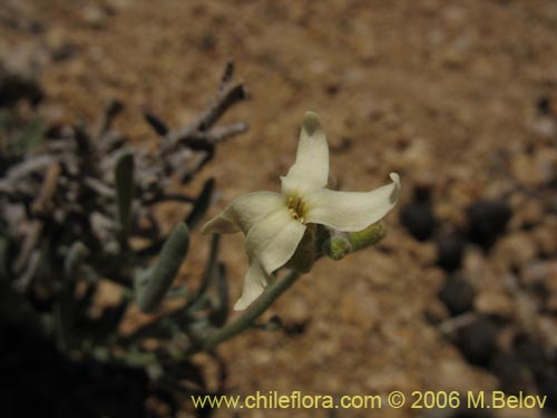 Imágen de Planta no identificada sp. #2318 (). Haga un clic para aumentar parte de imágen.