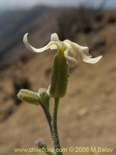 Imágen de Planta no identificada sp. #2318 (). Haga un clic para aumentar parte de imágen.