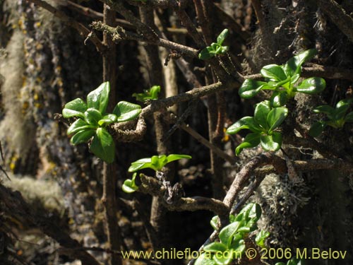 Фотография Anisomeria littoralis (Pircún). Щелкните, чтобы увеличить вырез.