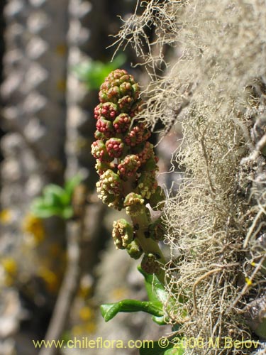 Imágen de Anisomeria littoralis (Pircún). Haga un clic para aumentar parte de imágen.