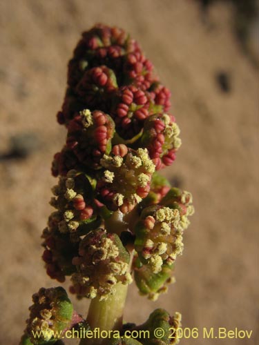 Imágen de Anisomeria littoralis (Pircún). Haga un clic para aumentar parte de imágen.