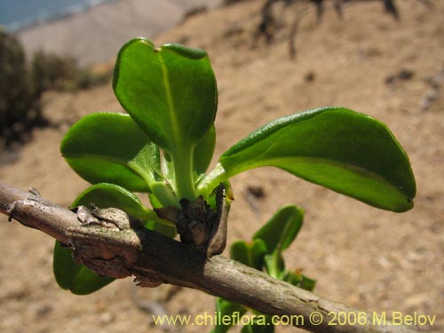 Bild von Anisomeria littoralis (Pircún). Klicken Sie, um den Ausschnitt zu vergrössern.