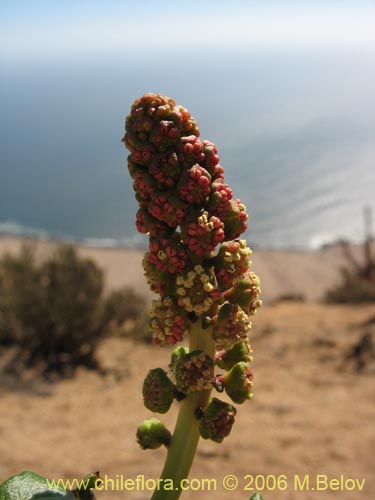 Image of Anisomeria littoralis (Pircún). Click to enlarge parts of image.