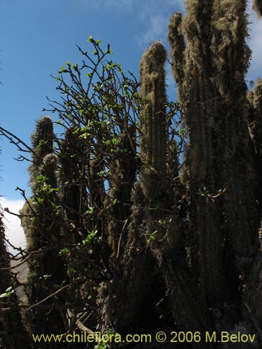 Imágen de Anisomeria littoralis (Pircún). Haga un clic para aumentar parte de imágen.