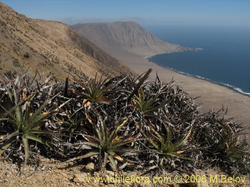 Image of Puya boliviensis (). Click to enlarge parts of image.