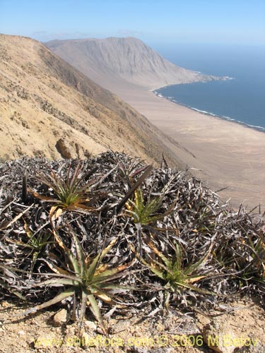 Фотография Puya boliviensis (). Щелкните, чтобы увеличить вырез.