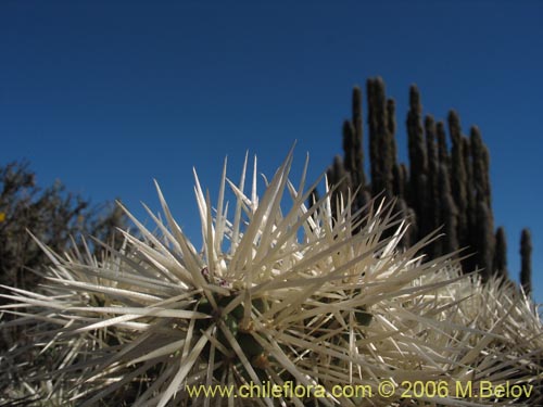 Cylindropuntia tunicata的照片
