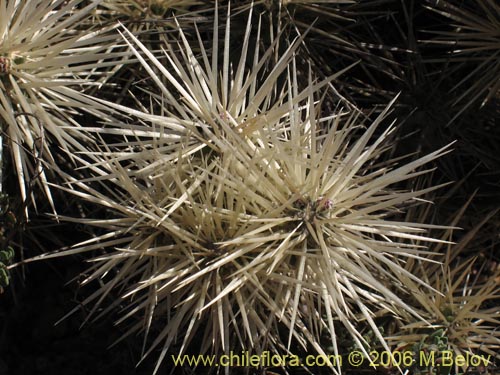 Imágen de Cylindropuntia tunicata (). Haga un clic para aumentar parte de imágen.