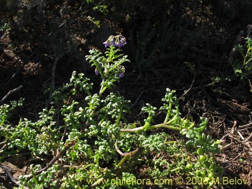 Фотография Solanum remyanum (). Щелкните, чтобы увеличить вырез.