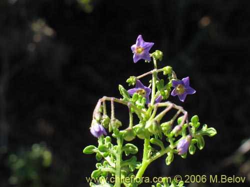 Solanum remyanumの写真