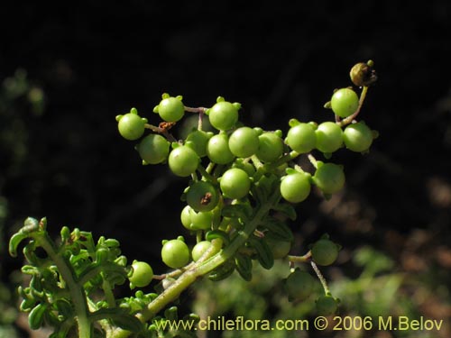 Solanum remyanum的照片