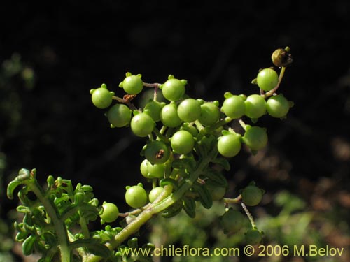 Solanum remyanumの写真