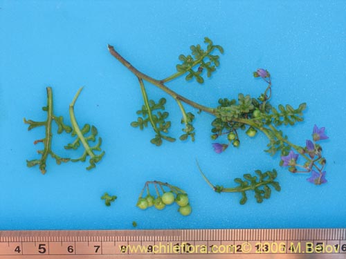 Solanum remyanumの写真