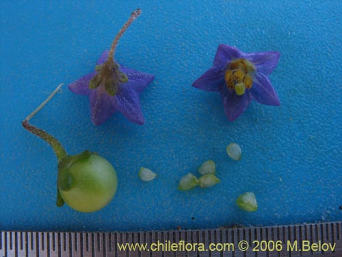 Фотография Solanum remyanum (). Щелкните, чтобы увеличить вырез.