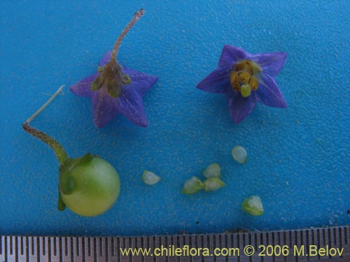 Image of Solanum remyanum (). Click to enlarge parts of image.