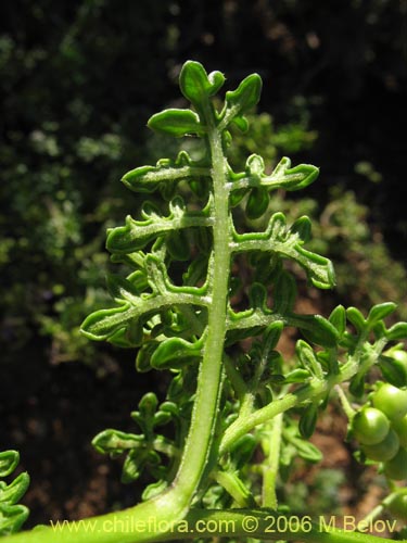 Фотография Solanum remyanum (). Щелкните, чтобы увеличить вырез.