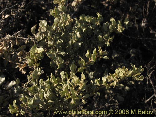 Atriplex sp. #1512의 사진