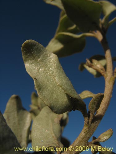 Atriplex sp. #1512の写真