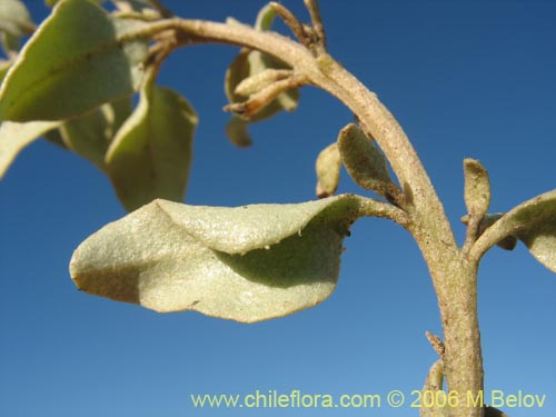 Atriplex sp. #1512의 사진