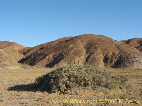 Image of Atriplex sp. #1512 (). Click to enlarge parts of image.