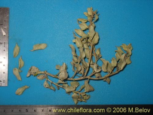 Atriplex sp. #1512의 사진