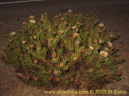 Image of Gypothamnium pinifolium (). Click to enlarge parts of image.