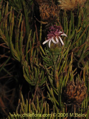 Image of Gypothamnium pinifolium (). Click to enlarge parts of image.