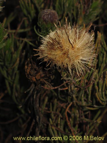 Imágen de Gypothamnium pinifolium (). Haga un clic para aumentar parte de imágen.