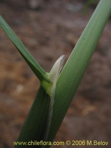 Poaceae sp. #1891の写真